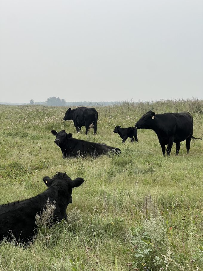 Grassfed Beef Edmonton Alberta Canada